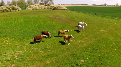 Aerial view deep flight over horses on green pasture - Aerial view Stock Footage 62943667