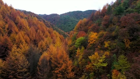 Aerial View of Deep Forest Autumn Scenery with Vibrant Fall Colors Stock Footage 341866098