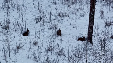 Aerial view of deer in a snowy forest, Latvia. Stock Footage 345005980