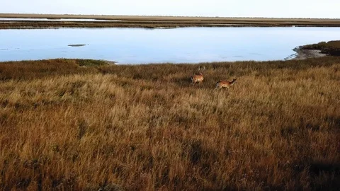 Aerial view of deer in the steppe Video stock 120573630