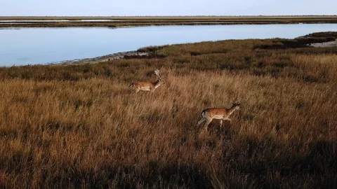 Aerial view of deer in the steppe Video stock 126056790