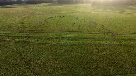 Aerial view of deers on a meadow. Drone footage of deers in Dublin 库存影片 82422155