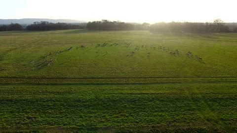 Aerial view of deers on a meadow. Drone footage of deers in Dublin 库存影片 82428236