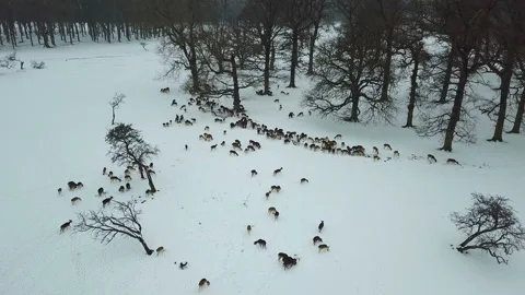 Aerial view of deers in snow in Phoenix park, Dublin, Ireland. 스톡 동영상 87776586