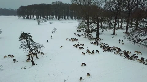 Aerial view of deers in snow in Phoenix park, Dublin, Ireland. 库存影片 87779142