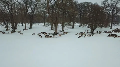 Aerial view of deers in snow in Phoenix park, Dublin, Ireland. 库存影片 87780429