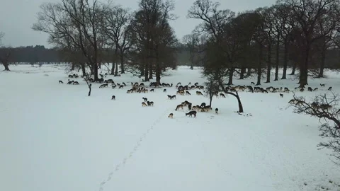 Aerial view of deers in snow in Phoenix park, Dublin, Ireland. Stock Footage 87796906