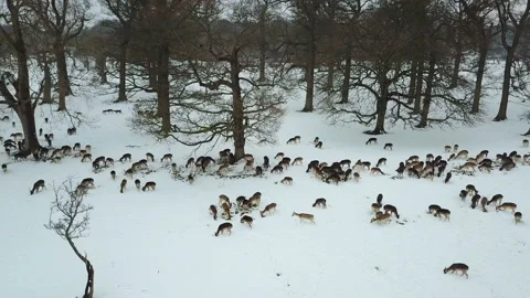 Aerial view of deers in snow in Phoenix park, Dublin, Ireland. 库存影片 87798466