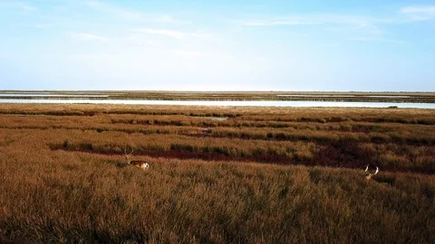 Aerial view of deers in the wild Stock-Footage 120286993