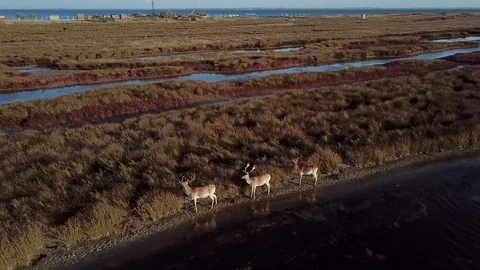 Aerial view of deers in the wild Stock Footage 122011592