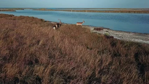 Aerial view of deers in the wild Stock Footage 136032548