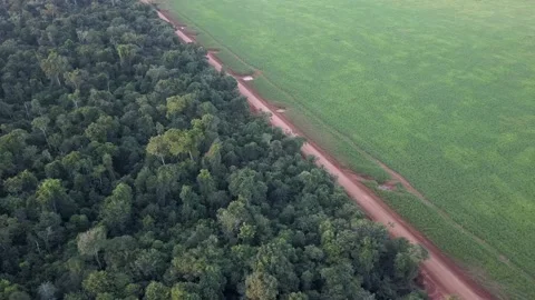 Aerial view of deforestation in the amazon rainforest, Brazil. Xavante land. 4K Stock Footage 153935937
