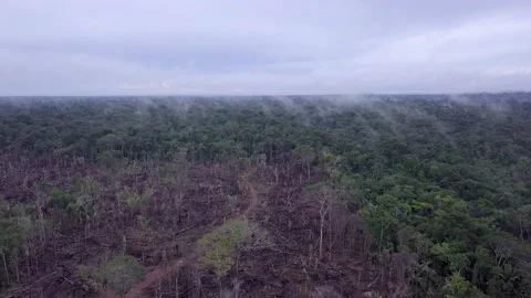 Aerial view of deforestation in Amazon rainforest. Illegal burning of forest. Vidéo 159720619