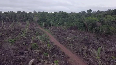 Aerial view of deforestation in Amazon rainforest. Illegal burning of forest. Vidéo 159720634