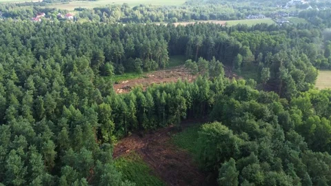 Aerial view of deforestation in a forest clearing with cut trees Stock Footage 292239833