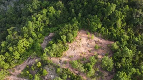 Aerial view deforestation forest Stock Footage 149196576