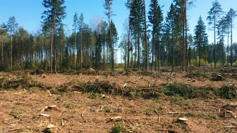 Aerial View Deforestation Of Pine Forests Stock Footage 155441422