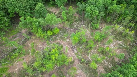 Aerial view of deforestation process showing gradual clearing of trees, with Video stock 330436948