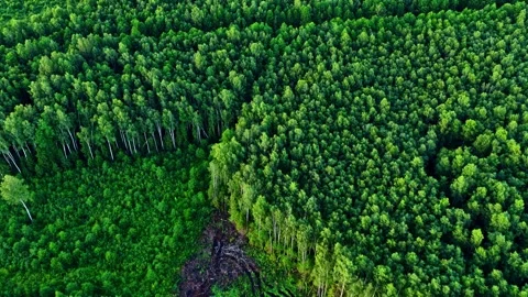 Aerial view of deforestation showing clear-cut area bordering a green forest Stock Footage 343736468