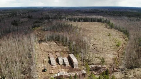 Aerial view deforestation tree cutting spring or autumn grey forest. Ecology. Stock Footage 134271643