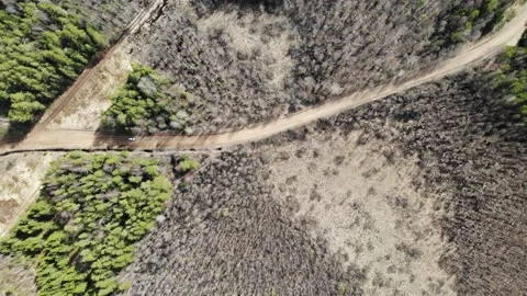 Aerial view deforestation tree cutting spring or autumn grey forest. Ecology. Видео 134271659