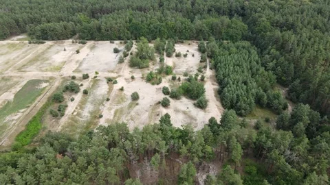 Aerial view of deforested area in pine forest ecosystem Stock Footage 313295607