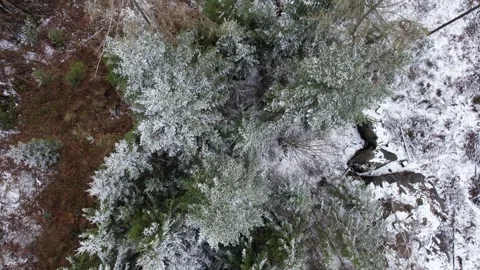 Aerial view of deforested landscape after bark beetle infestation in snowy Stock Footage 317736368