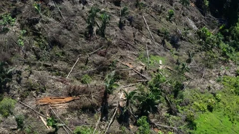 Aerial view of a deforested patch of tropical forest Stock Footage 155417882