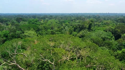 Aerial View of Dense Amazon Rainforest Canopy Stock-Footage 289804496