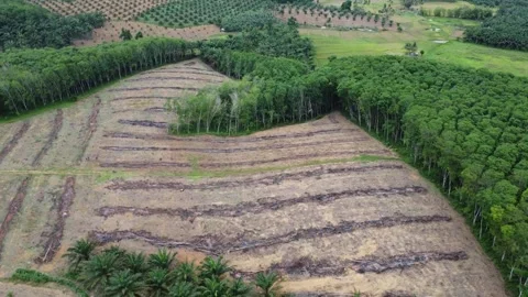 Aerial view of dense and green rubber plantation, rubber producer, green tree Stock Footage 288992389