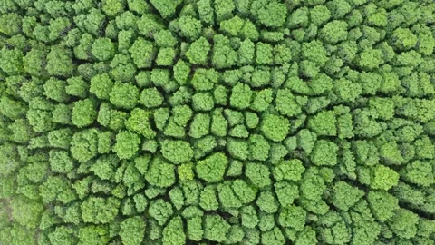 Aerial view of dense and green rubber plantation, rubber producer, green tree Stock Footage 288992600