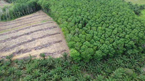 Aerial view of dense and green rubber plantation, rubber producer, green tree Stock Footage 288993760