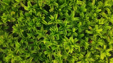 Aerial View of Dense Areca Nut Plantation with Uniform Palm Tree Patterns Stock Footage 328220286
