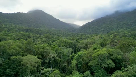 Aerial View of Dense Atlantic Forest with Cloud-Draped Mountain Peaks – Ilhabela Vídeos de archivo 334617473