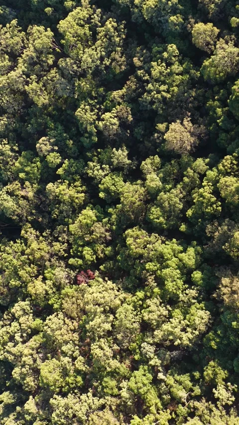 Aerial View of Dense Australian Eucalyptus Forest Canopy in Sunlight Stock Footage 330921152