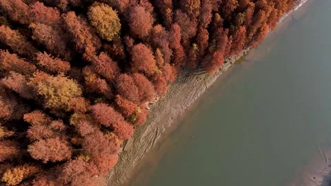 Aerial View of Dense Autumn Forest Bordering a Calm Lake Shoreline Stock Footage 342092173