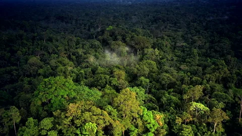Aerial view of the dense canopy of the Amazon Rainforest during evening amb.. Stock Footage 247864371