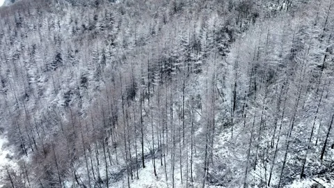 Aerial view of dense cedar forest covered in fresh winter snow on mountain slope Stock Footage 342304027