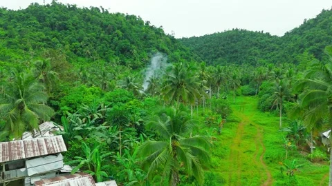 Aerial view of dense coconut palm forest covering hills, featuring smoke rising Stock Footage 324095716