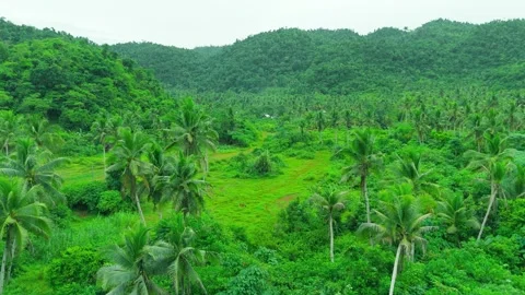 Aerial view of a dense coconut palm plantation and tropical jungle covering Stock Footage 324151602