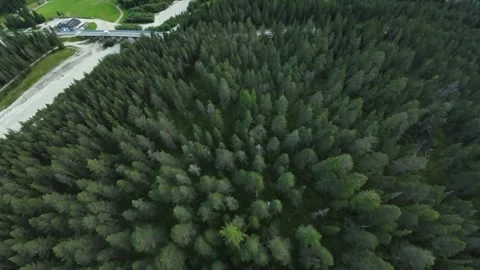 Aerial View Dense Conifer Forest Canopy With Winding Mountain Road And Small Stock Footage 325825449