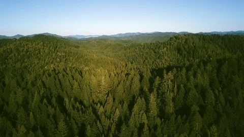 Aerial view of a dense coniferous forest on the hills on a clear day Video stock 123391947