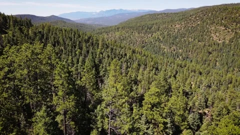 Aerial View of Dense Coniferous Forest in Mountain Valley Stock-Footage 311653207