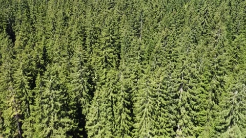 Aerial view of dense coniferous forest Stock Footage 327070458