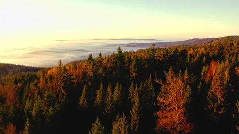 Aerial view of dense coniferous forest at sunset with low clouds rolling Stock Footage 343696154