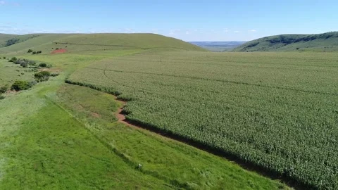 Aerial View of Dense Cornfield and Magnificent Rolling Hills on a farm in summer Stock Footage 292677327