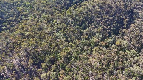 Aerial View of Dense Eucalyptus Forest in Warrumbungle National Park 動画素材 341374022