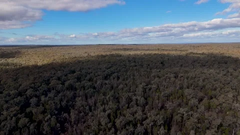 Aerial View of Dense Eucalyptus Forest in Coonabarabran Outback Australia 库存影片 341537546