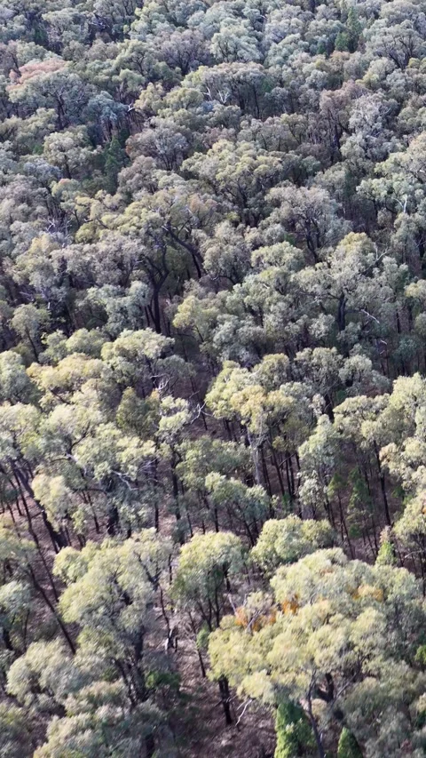 Aerial View of Dense Eucalyptus Forest in Australian Outback Video stock 342582417