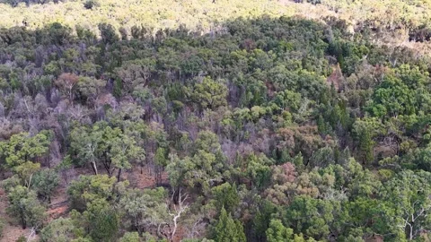 Aerial View of Dense Eucalyptus Forest in The Pilliga Australia Stock Footage 345791953